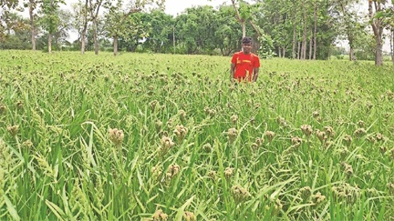 धान से समर्थन मूल्य ज्यादा, बेचने की व्यवस्था नहीं दे पाए