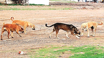 राहगीरों पर बरसा आवारा कुत्तों का आतंक, सैकड़ों को बनाया शिकार