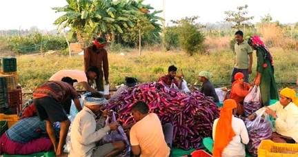 कुंवर सिंह किसान बैंगन, टमाटर की खेती से साल में 25 लाख रूपए का शुद्ध मुनाफा कमा रहे