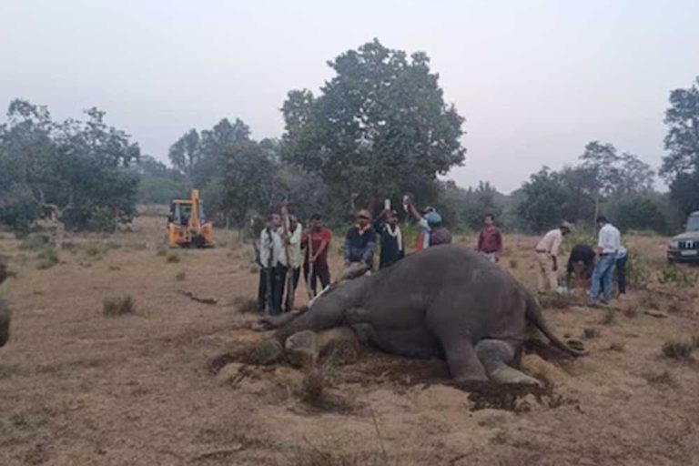 बांधवगढ़ टाइगर रिजर्व में 10 हाथियों की मौत के बाद हड़कंप मचा, अब पीएमओ ने भी रिपोर्ट मांगी