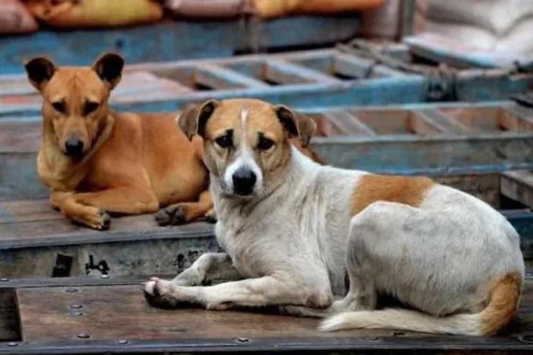 बेटमा : स्ट्रीट डॉग्स बने चौकीदार मासूम को अपहरणकर्ता से कराया मुक्त