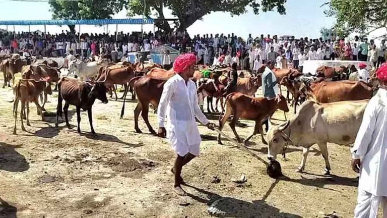 राजस्थान-केकड़ी के मेले में गोपाल महाराज के बेवाण के नीचे से निकली लाल गाय ने दिए अच्छे संकेत