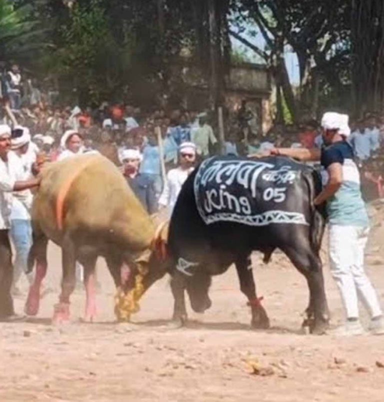 बुरहानपुर में पाड़ों की लड़ाई कराने पर पशु क्रूरता का आरोप, मेला समित के अध्यक्ष समिह 9 लोगों पर FIR