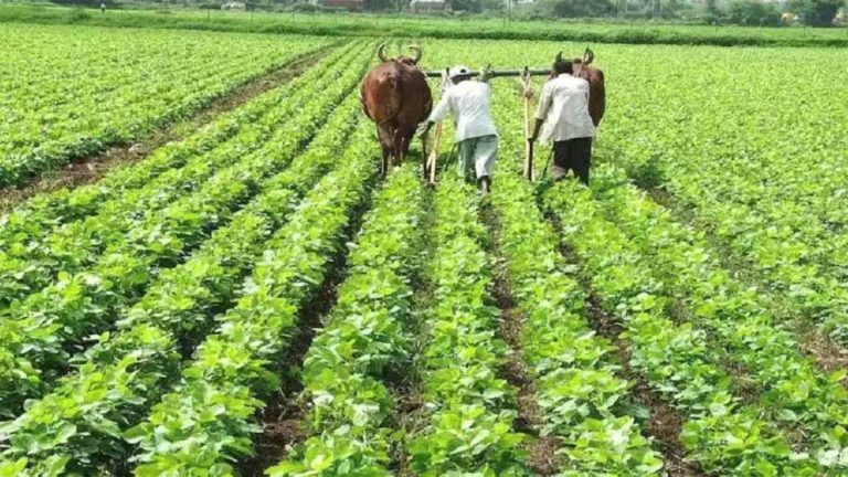 साढ़े छह लाख मीट्रिक टन से अधिक सोयाबीन खरीदी का अनुमान, पोर्टल के माध्यम से उपार्जित फसल का भुगतान