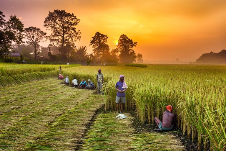 सरकार किसानों को सशक्त और समृद्ध बनाने के लिए कृषि को लाभ का धंधा बनाने के लिए निरंतर प्रयास कर रही