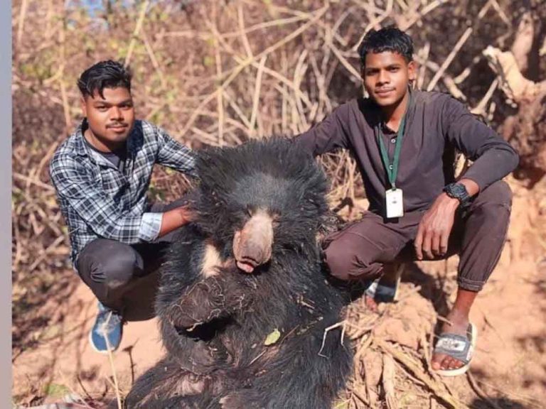 छत्तीसगढ़-मरवाही में जाल में मादा भालू की मौत पर 4 शिकारियों को किया गिरफ्तार