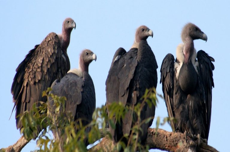 मध्य प्रदेश में गिद्ध संरक्षण के प्रयासों का सकारात्मक परिणाम, 12 हजार के पार हो सकती है गिद्धों की संख्या