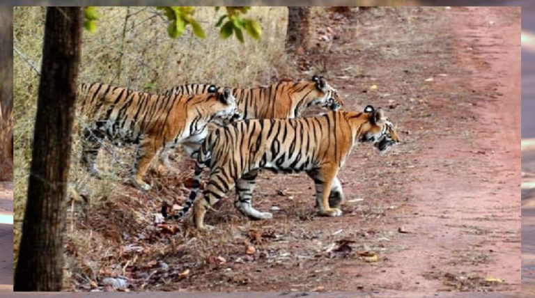 मुख्यमंत्री यादव ने बताया राज्य में बनने जा रहे एक नए टाइगर रिजर्व के लिए औपचारिकताएं पूरी