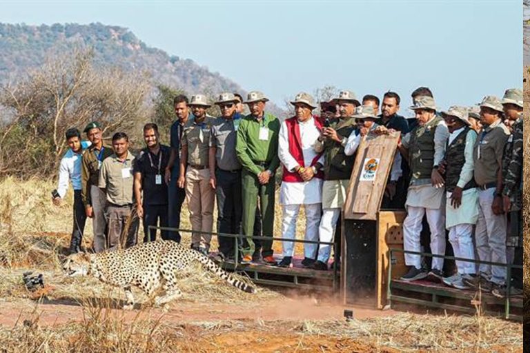 चीते के कुनबे में हो रही निरंतर वृद्धि : मुख्यमंत्री डॉ. यादव