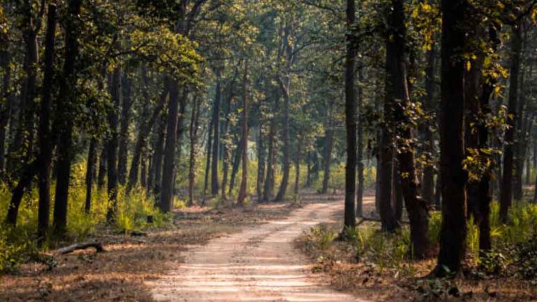 सीएजी रिपोर्ट ने खोल दी पोल, पैसा था वन संरक्षण के लिए और खरीदी गई लैपटॉप-टैबलेट के साथ कई अन्य चीजें