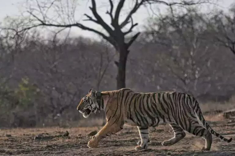 पेंच नेशनल पार्क से लाकर छोड़ा जाएगा एक और बाघ, मादा बाघिन को पसंद आ रहा है माधव टाइगर क्षेत्र