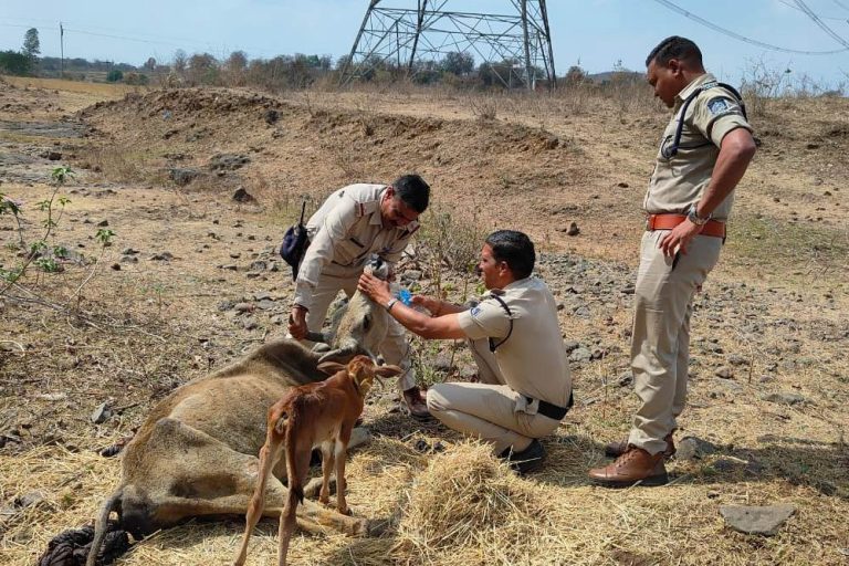 ट्रैफिक पुलिस ने अपनी तत्परता और सराहनीय प्रयास से घायल गाय की जान बचाई