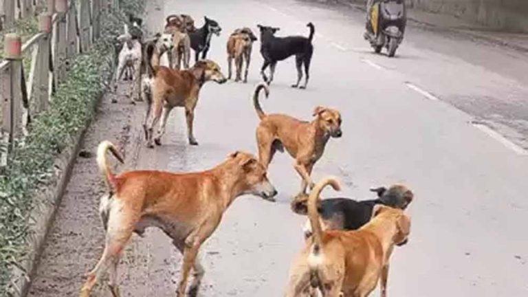 अलवर में कुत्ते काटने के बढ़े मामले : केंद्रीय मंत्री के निर्देश के बाद हर सप्ताह 100 कुत्तों की नसबंदी का लक्ष्य