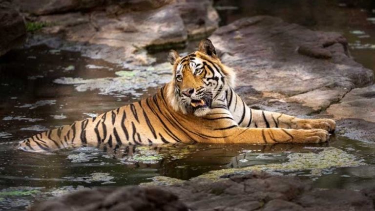मध्य प्रदेश के जंगलों में गर्मी के मौसम के दौरान बाघों के बीच वर्चस्व की जंग और तेज हो जाती