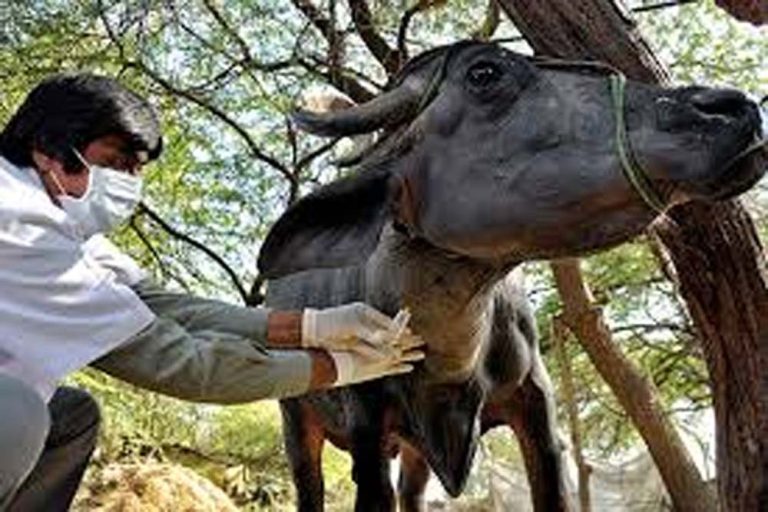 राज्य के गौ तथा भैंस वंशीय पशुओं के लिए एफएमडी टीकाकरण अभियान की शुरुआत