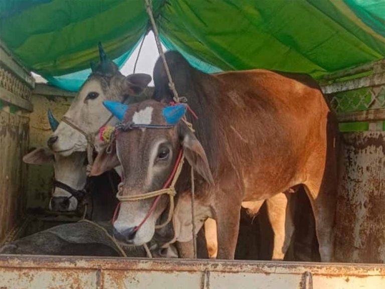 रायपुर में गौ तस्करी : पिकअप से 8 गौवंश को किया बरामद , नाबालिग समेत 2 आरोपी गिरफ्तार