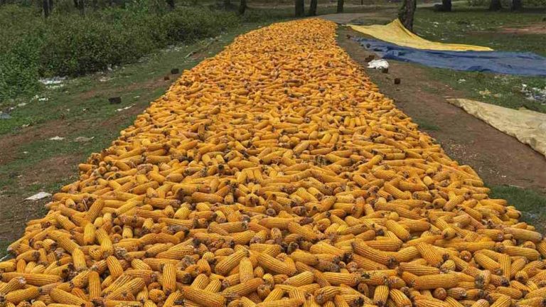 मानसून की पहली बारिश ने तबाह की मक्के की फसल