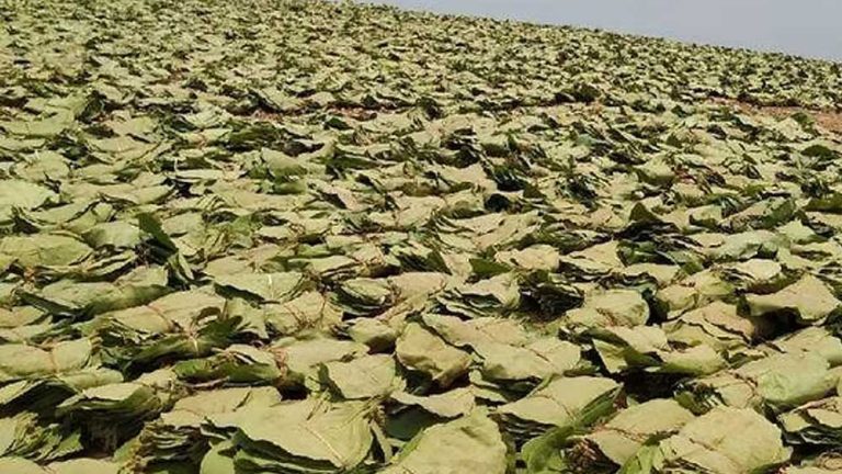 पुलिस को सूचना दिए बगैर जंगल में तेंदूपत्ता ठेकेदार नहीं ले जा सकेंगे कैश