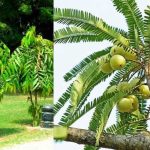 वास्तु शास्त्र के अनुसार घर के आसपास लगाएं ये पेड़, घर में गूंजेगी किलकारी