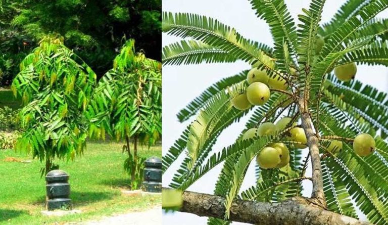 वास्तु शास्त्र के अनुसार घर के आसपास लगाएं ये पेड़, घर में गूंजेगी किलकारी