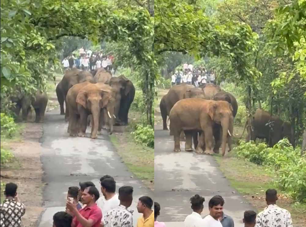 आधा दर्जन हाथियों का दल उतरा सड़क पर, वीडियो बनाने जान जोखिम में डाल रहे  ग्रामीण