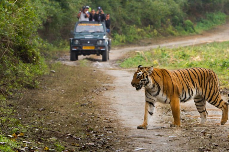दो लोगों की जान लेने वाले आदमखोर बाघ को आखिरकार वन अधिकारियों ने बेहोश कर दबोचा