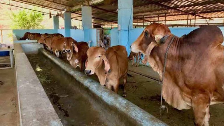 डेयरी विकास योजना के क्रियान्वयन के लिए राज्य स्तरीय समिति गठित