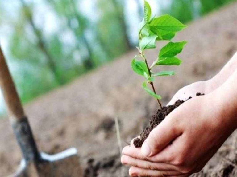 वन विभाग द्वारा एक करोड़ 24 लाख से अधिक पौधे किये गये रोपित
