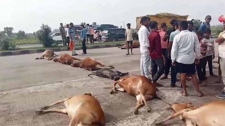 गौहत्या से आक्रोशित गौसेवकों ने किया चक्काजाम, हाईवे पर घंटों जाम