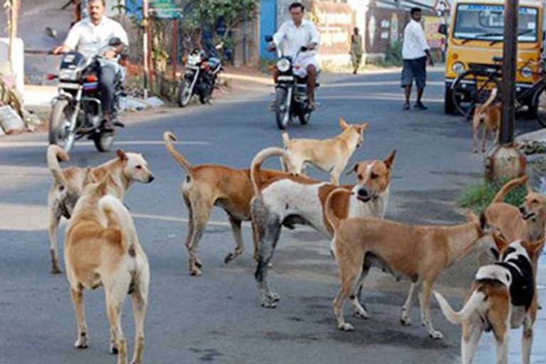 अब स्ट्रीट डॉग्स खाएंगे ‘राजा’ जैसा खाना, बेंगलुरु नगर निगम की 2.9 करोड़ की स्कीम