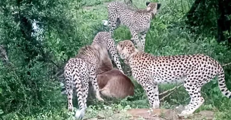 कूनो के जंगल से बाहर निकली चीता फैमिली, हाइवे पर सैर करती दिखी, वीडियो आया सामने