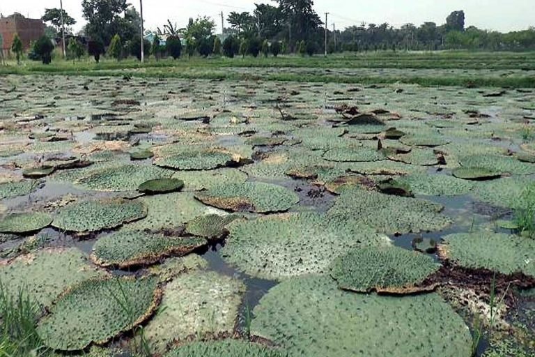 मखाना उत्पादन में आत्मनिर्भर बनेगा एमपी, बिहार की तर्ज पर शुरू हुई पहल