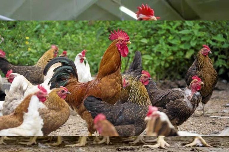 प्राइवेट कॉलेज के विज्ञापन पर बवाल, ‘नर्मदा’ को लेकर भड़का ब्राह्मण समाज