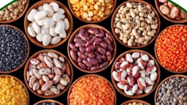 किसानों को बड़ी सौगात: अब खुद उगा सकेंगे बीज, ग्वालियर बना ऑयल सीड का केंद्र