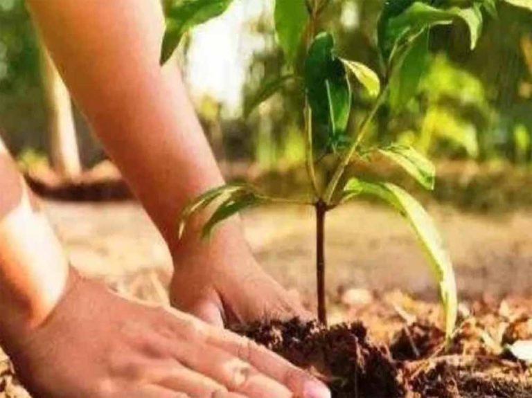उत्तर प्रदेश सरकार 9 जुलाई को राज्य के सभी जिलों में लगाएगी 37 करोड़ पौधे