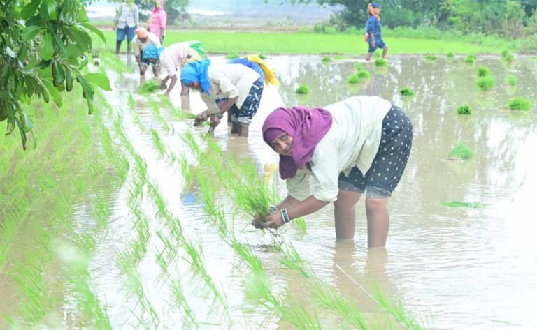 नीतिगत बदलावों से संवर रही किसानों की तकदीर: छत्तीसगढ़ बना मिसाल