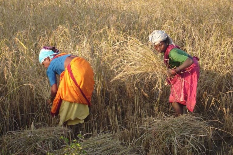 छत्तीसगढ़ में किसानों की तरक्की का रास्ता सरकार की नीतियों से हुआ आसान