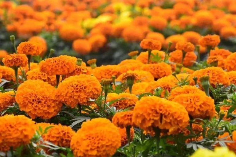 फूलों की खेती में मध्यप्रदेश की महक, देश में तीसरे स्थान पर पहुंचा राज्य
