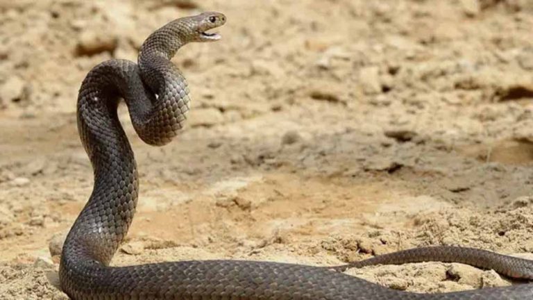 सांप काटने पर स्वास्थ्य विभाग ने जारी की एडवायजरी, सीधे पहुंचे अस्पताल