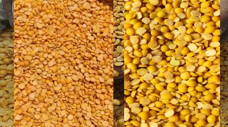 मध्य प्रदेश में तुअर दाल के दाम में बड़ी गिरावट, MSP पर खरीद रही मोहन सरकार, जानिए मार्केट रेट