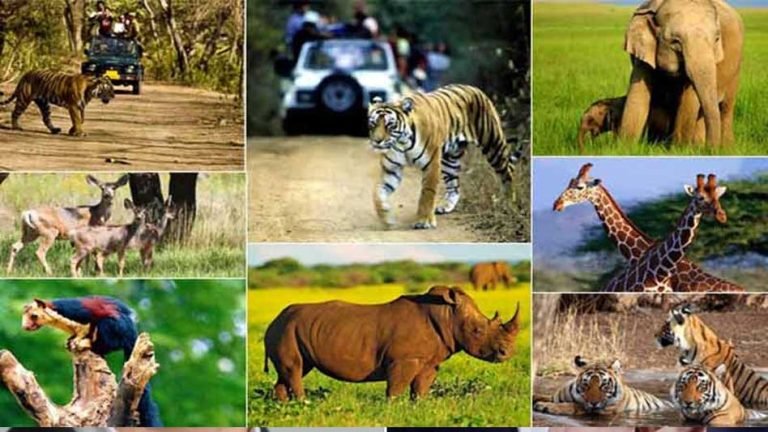 उज्जैन में प्रस्तावित चिड़ियाघर में अब चीते देखने को मिलेंगे, वनतारा सेंटर से चीता और अन्य वन्यजीव लाने की तैयारी