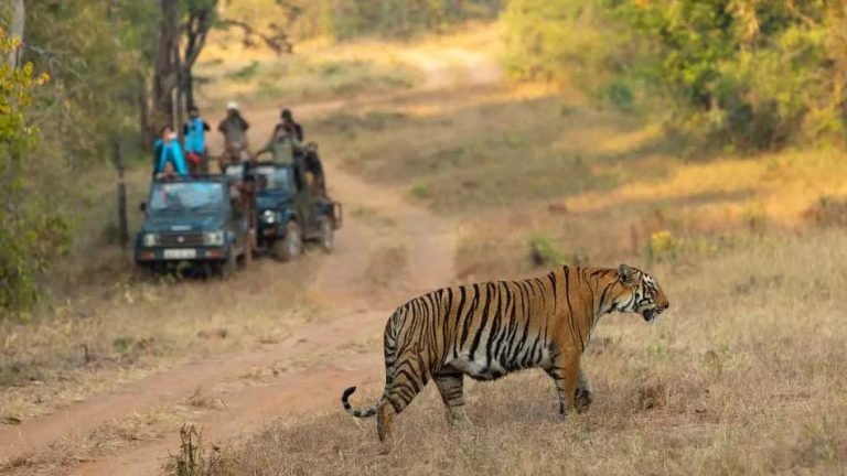 Durgavati Tiger Reserve में तीन माह तक पर्यटकों की आवाजाही बंद, शिकारियों पर रहेगी नजर, 300 से अधिक सुरक्षाकर्मी तैनात किए गए
