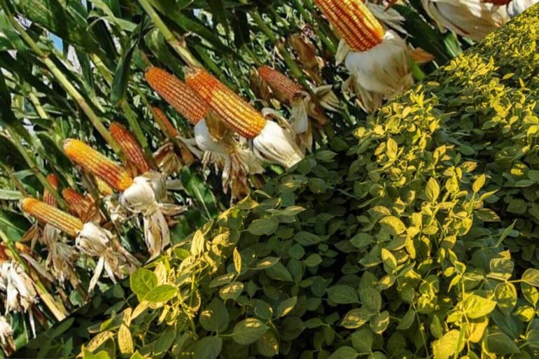 शिवपुरी में एक लाख 65 हजार से घटकर महज 80 हजार हेक्टेयर रह गया  सोयाबीन का रकबा, बीते दो साल से आया अंतर