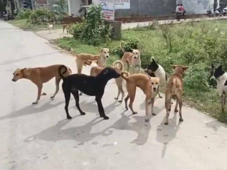 आवारा कुत्तों का आतंक: अमेठी में हर दिन सैकड़ों पर हमले, प्रशासन बेबस