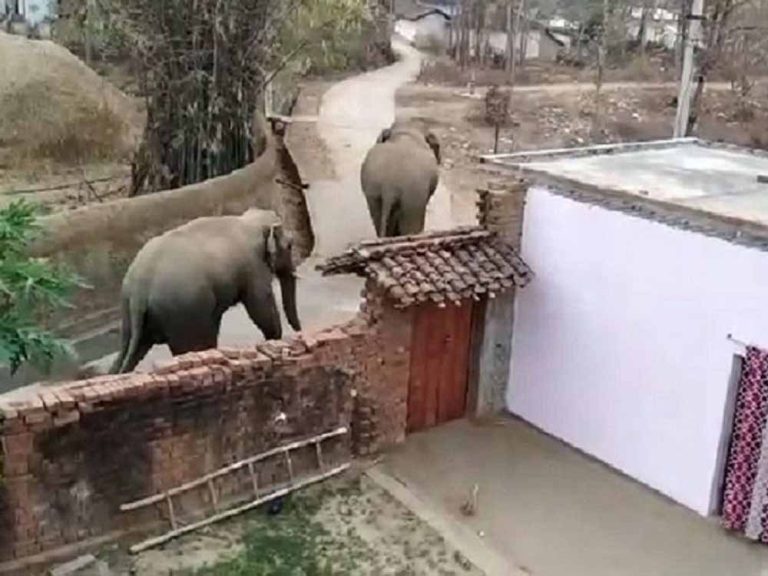 संभागीय मुख्यालय के आसपास चालीस किलोमीटर के क्षेत्र में तीन दिन से चार जंगली हाथियों का मूवमेंट बना
