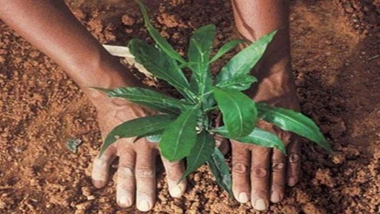 ‘एक पेड़ मां के नाम’ अभियान में खुरई ने रचा इतिहास, एक दिन में लगाए गए 61,700 पौधे