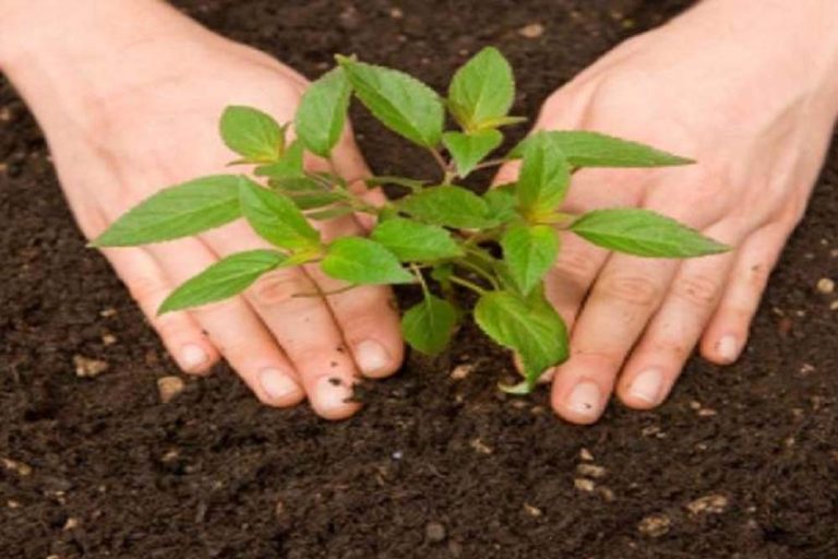 मां नर्मदा परिक्रमा पथ पर 233 स्‍थानों की 1000 एकड़ भूमि पर किया जाएगा पौधरोपण