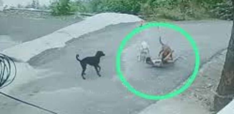 माँ की हिम्मत: बच्चे पर टूटे तीन कुत्ते, पर मां ने अपनी जान की परवाह किए बिना बचाया बेटे