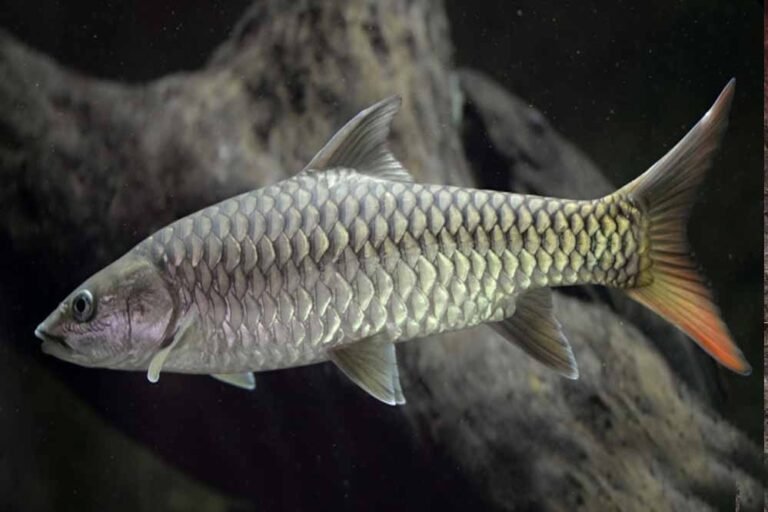 महाशीर का भारी नुकसान, मध्यप्रदेश की नदी में अब मिलेगी केवल छोटी मछली