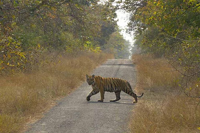वन्यजीव संरक्षण को बढ़ावा: राजस्थान में इस साल 5 बाघों का होगा रिलोकेशन